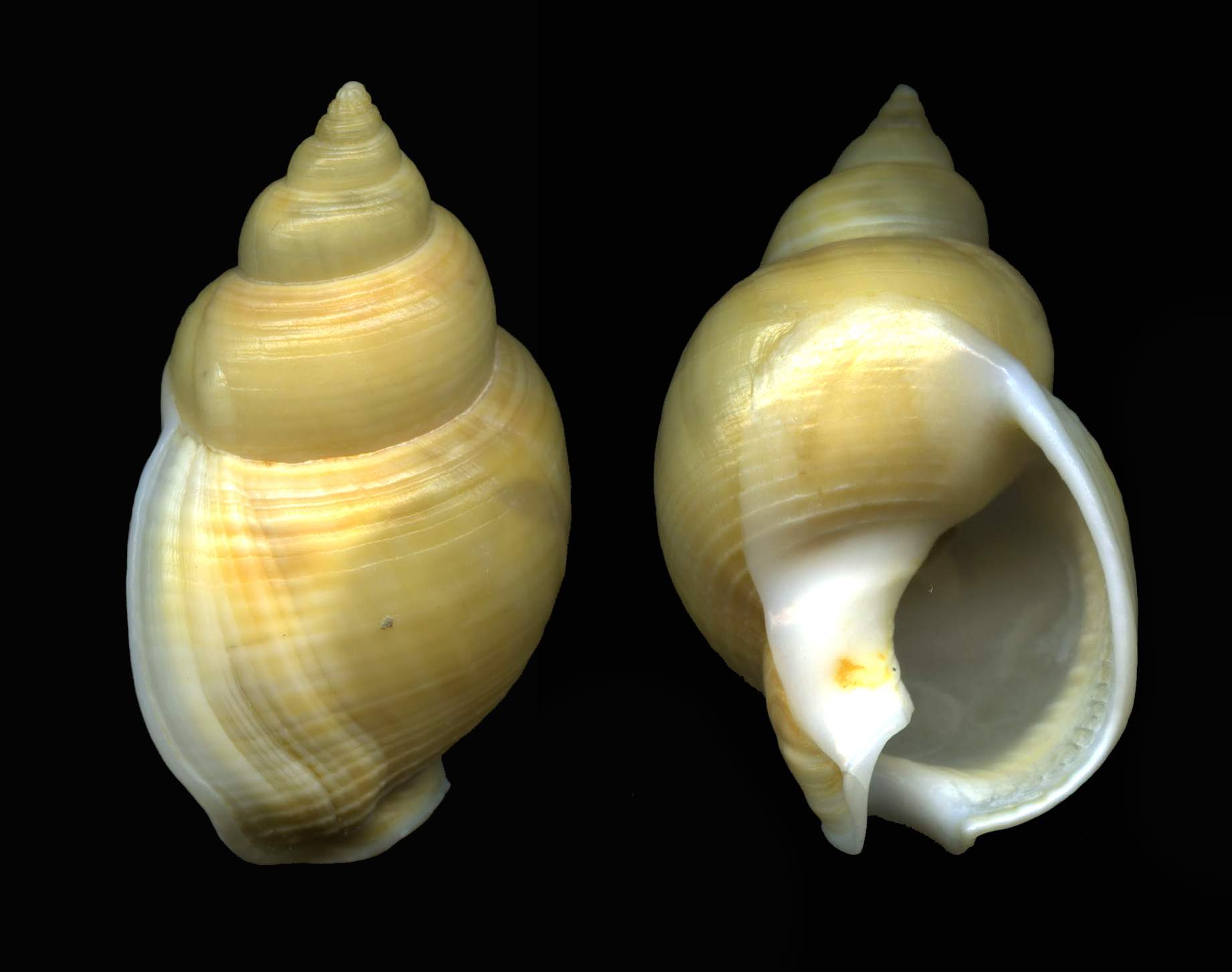 Nassarius mutabilis